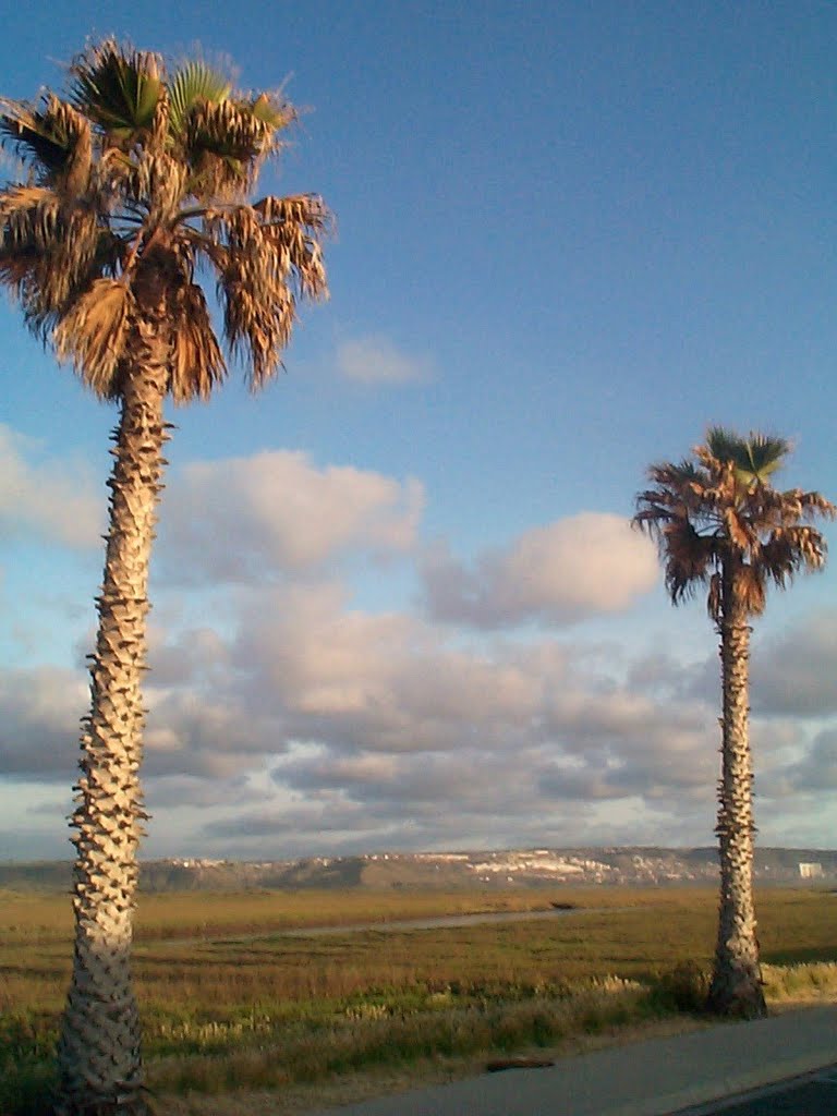 Palms