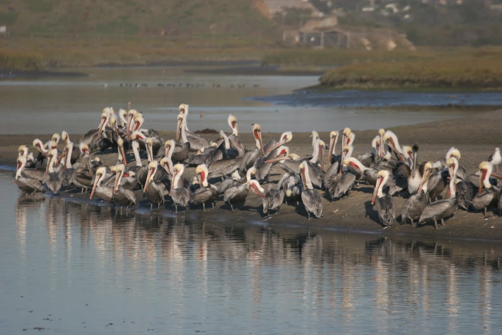 Brown Pelicans at Tijuana River Delta