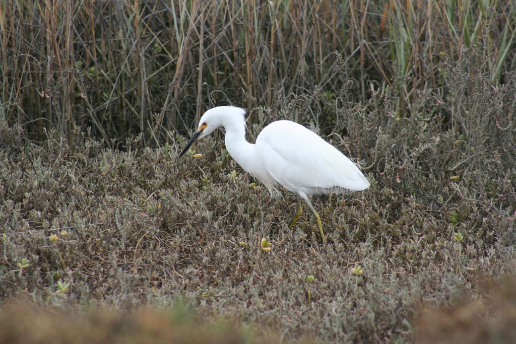 Snowy Egret (Immature)