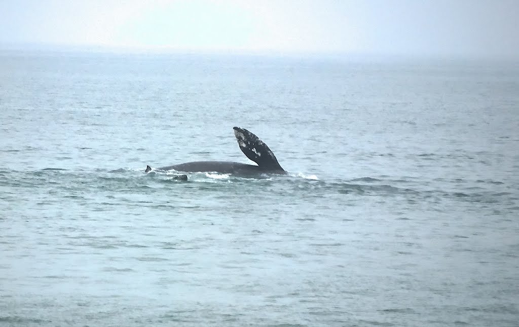 California grey Whale near shore, Imperial Beach, Ca. 04-22-12
