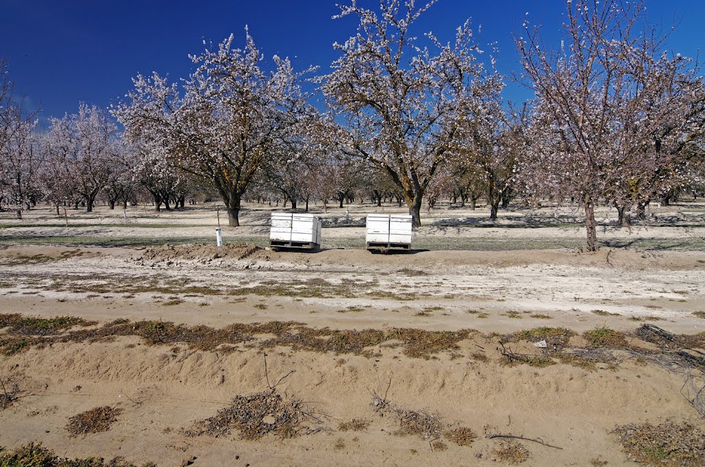 Bussy Bees are Buzzing Bees, 2/2012