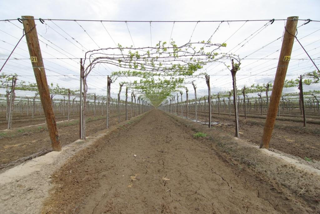 TALLest Vineyards Ive Seen, Fresno CA 3-29-08