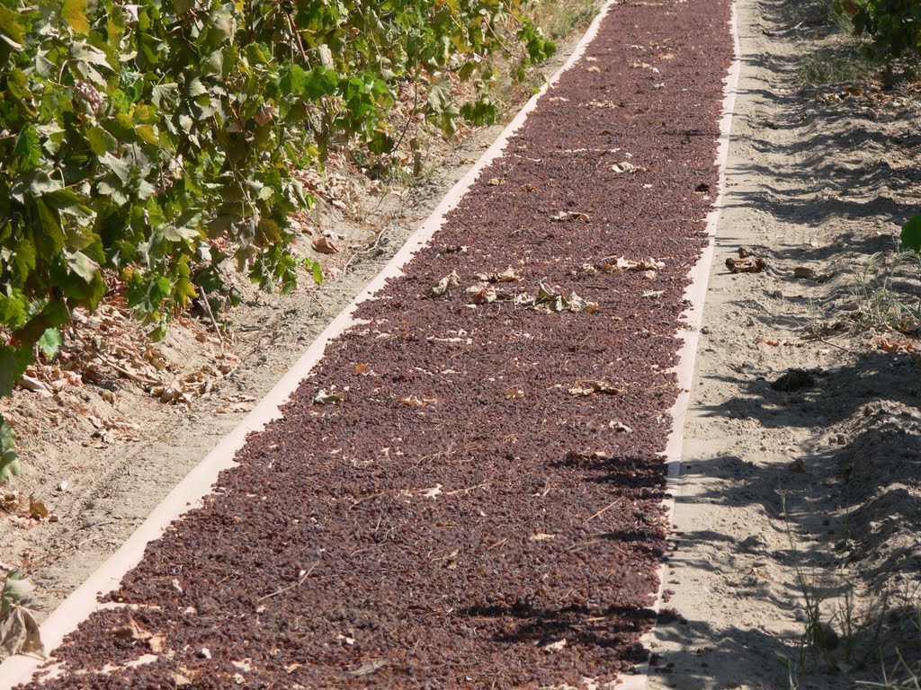 Grapes drying into Raisins near Raisin City, CA
