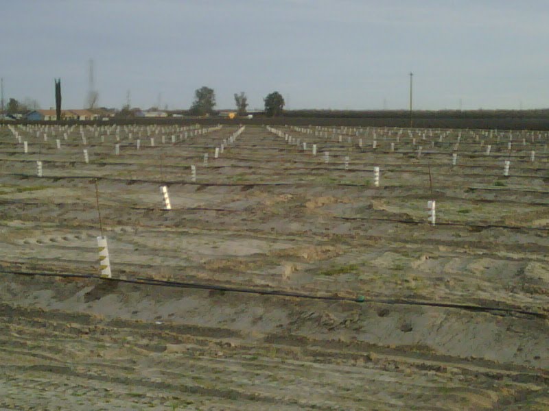 Almond Planting