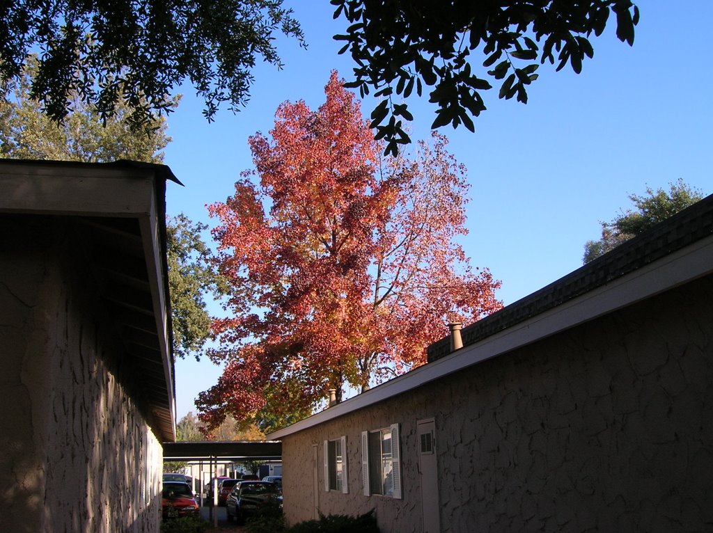 Fall Foliage, Prescott Pointe Apts., Clovis, CA, NOV05