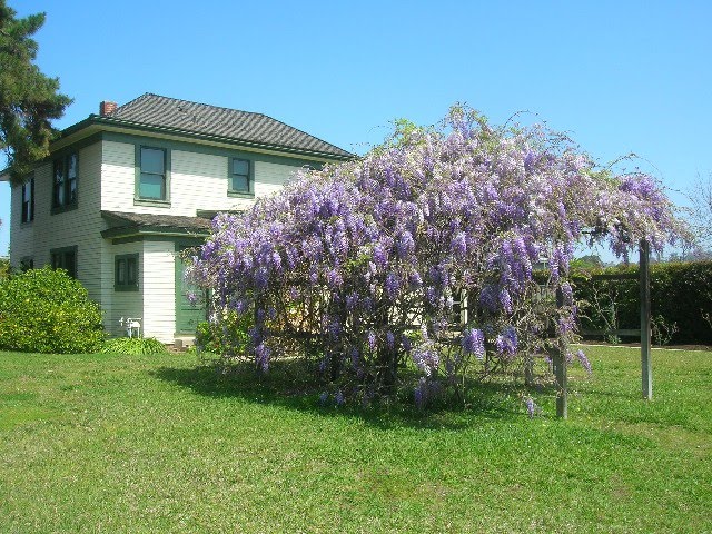 La Mesa Historical Society Mckinnley House Wisteria in Bloom