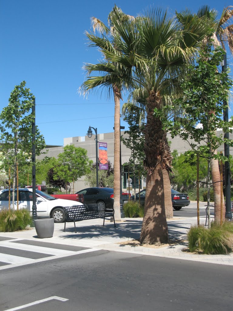 Palm tree