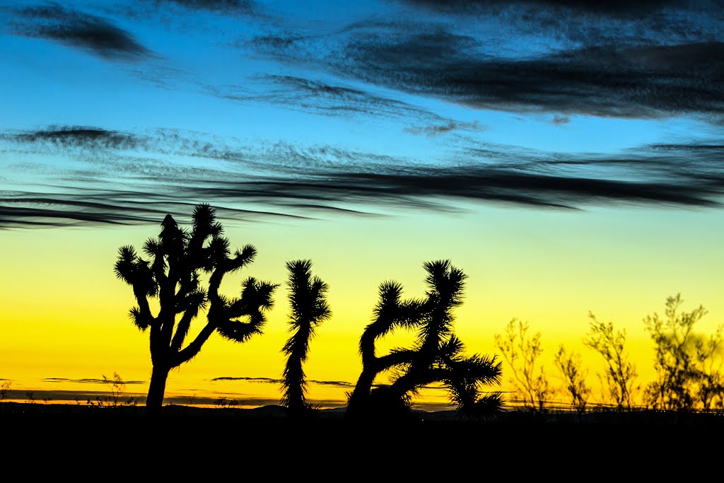Joshua Trees