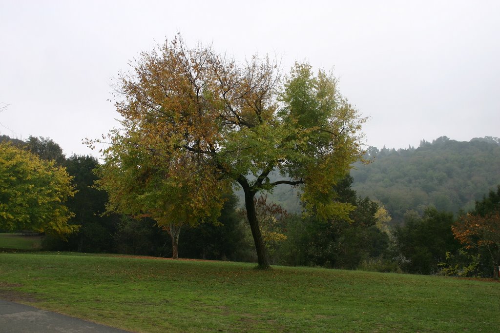 Tree, Lafayette Reservoir