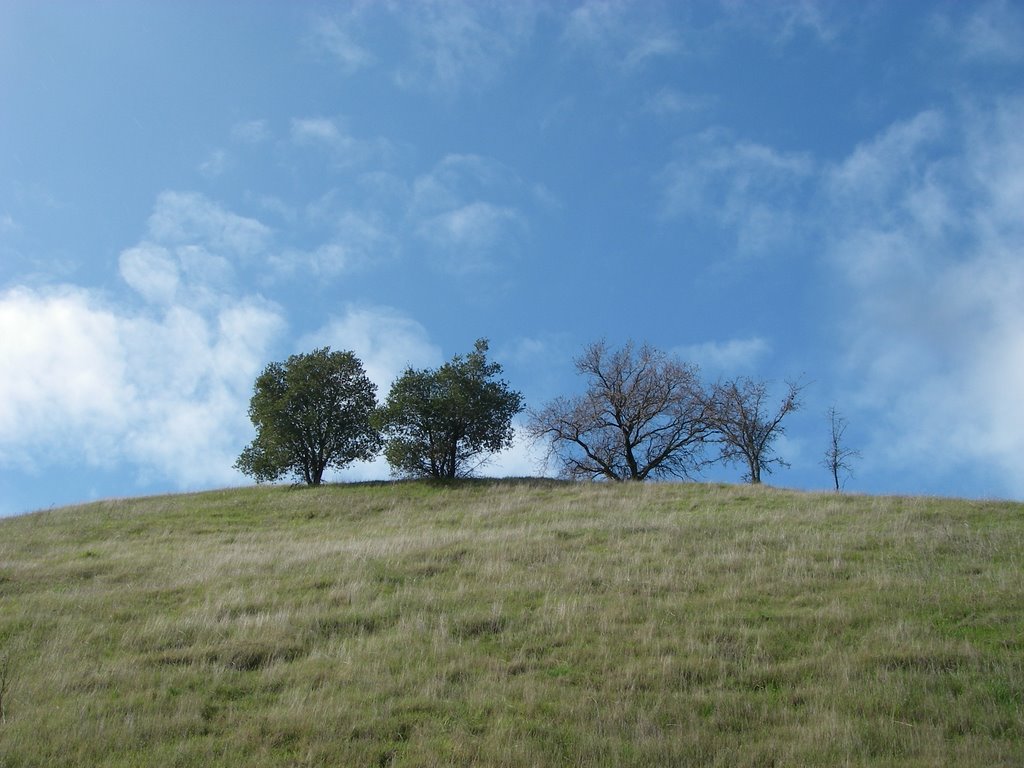 L-town Oaks