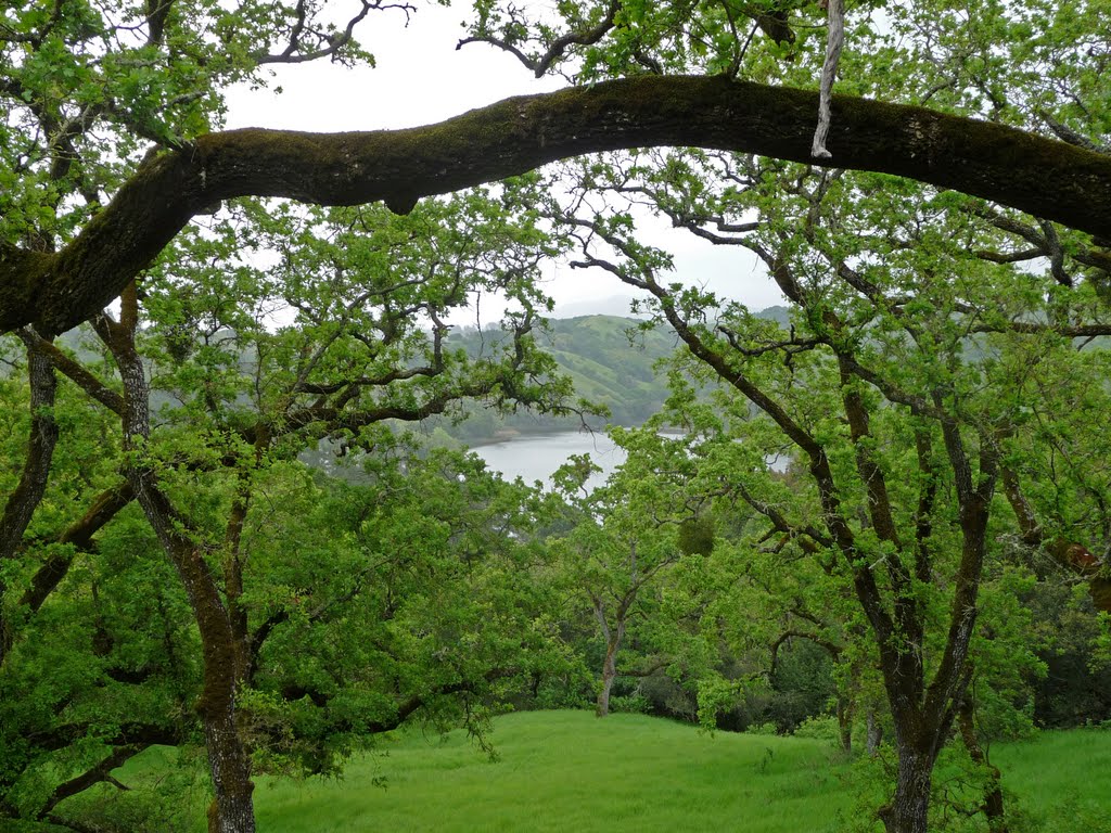 Springs Bedchamber - Rim Trail Oak Traverse Lafayette Reservoir