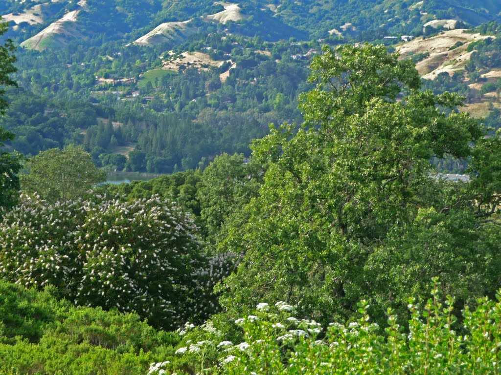 June Blossoms Lafayette Rim Trail