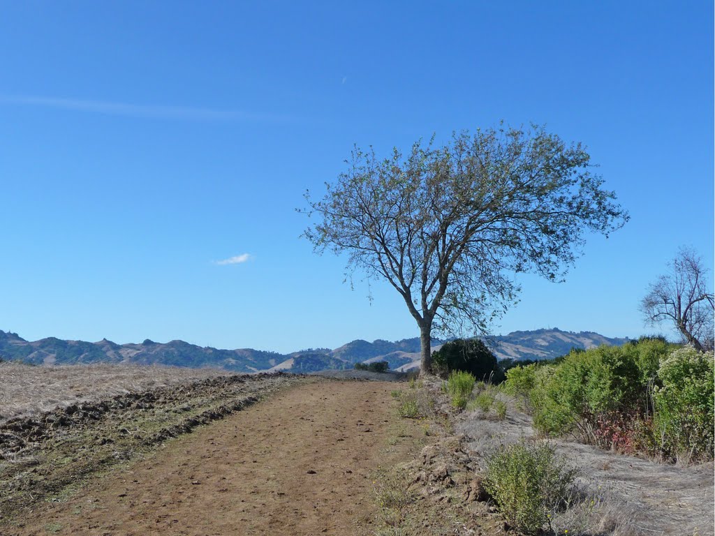 Waif on Upper Rolling Road - October 2010