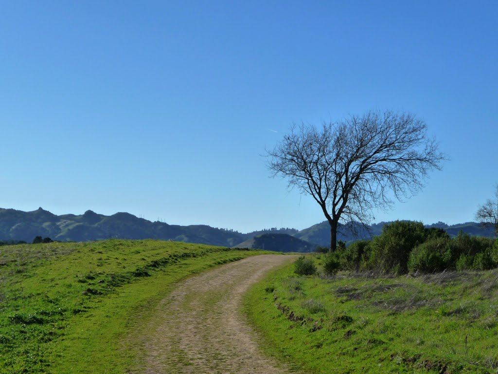 Waif on Upper Rolling Road