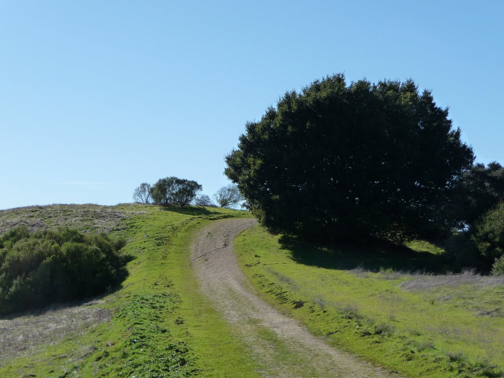 Muffin on the Upper Rolling Road