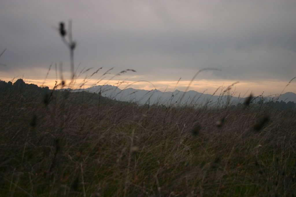 Wind and grass, Moraga hills