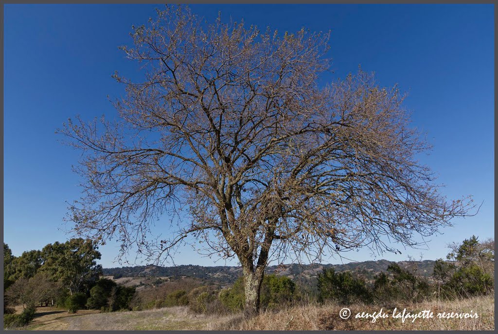 Lafayette Oak