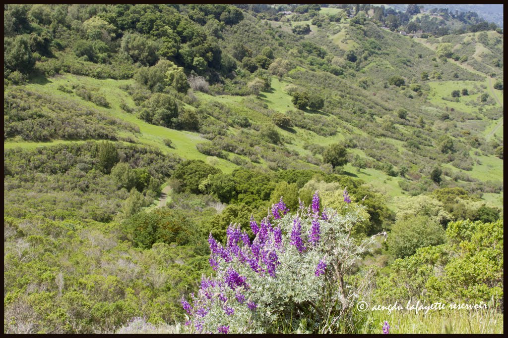 Lafayette Lupine over Tender Valley