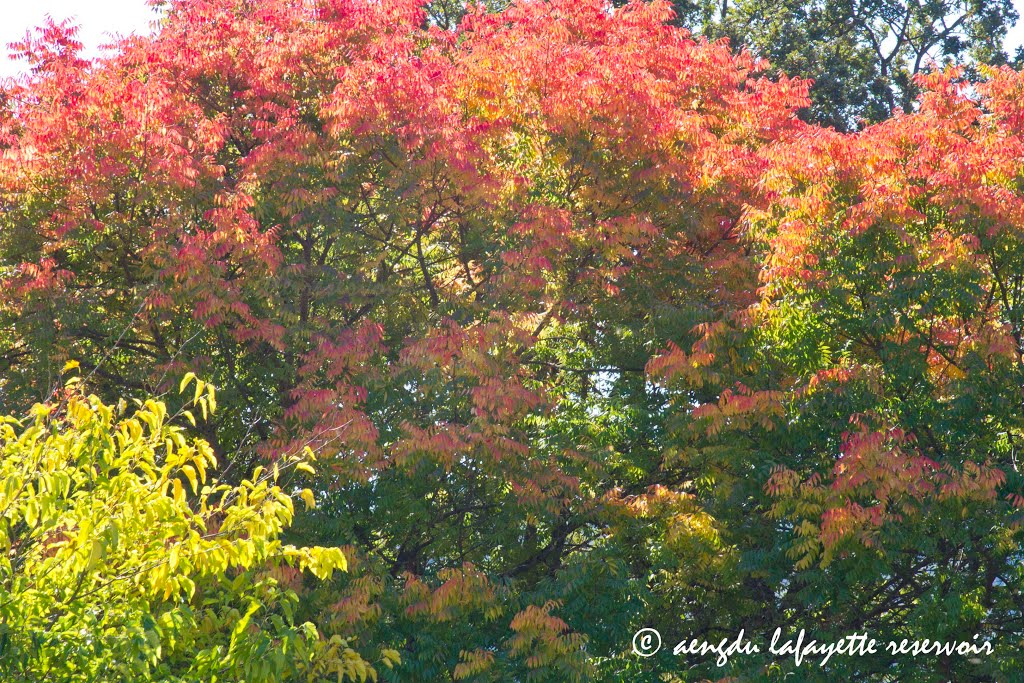 2013 color