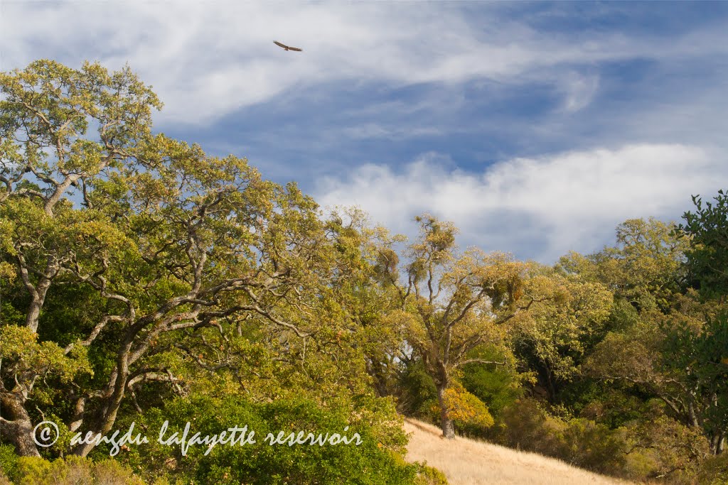 Raptor @ Lafayette Reservoir Shore