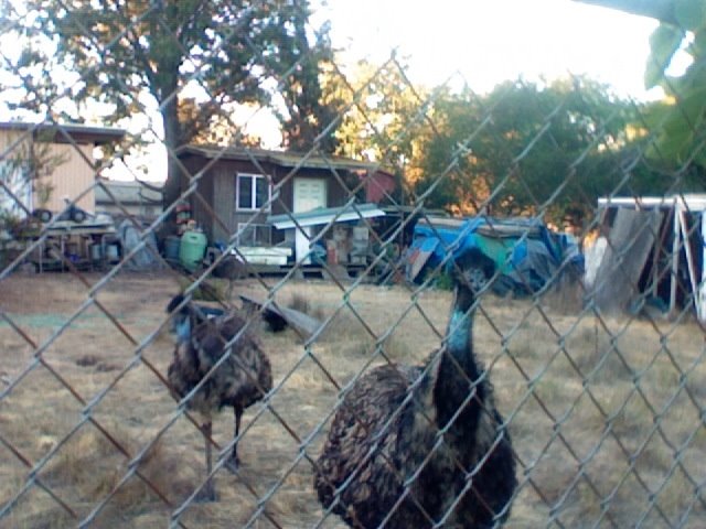 Emus Place