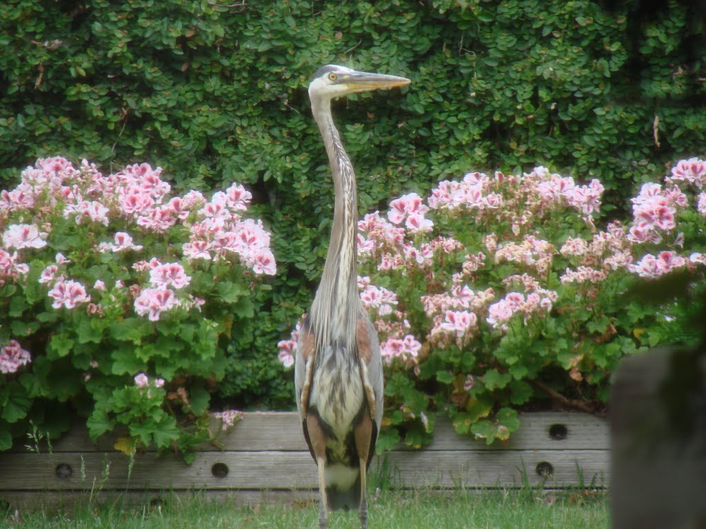 Blue Heron