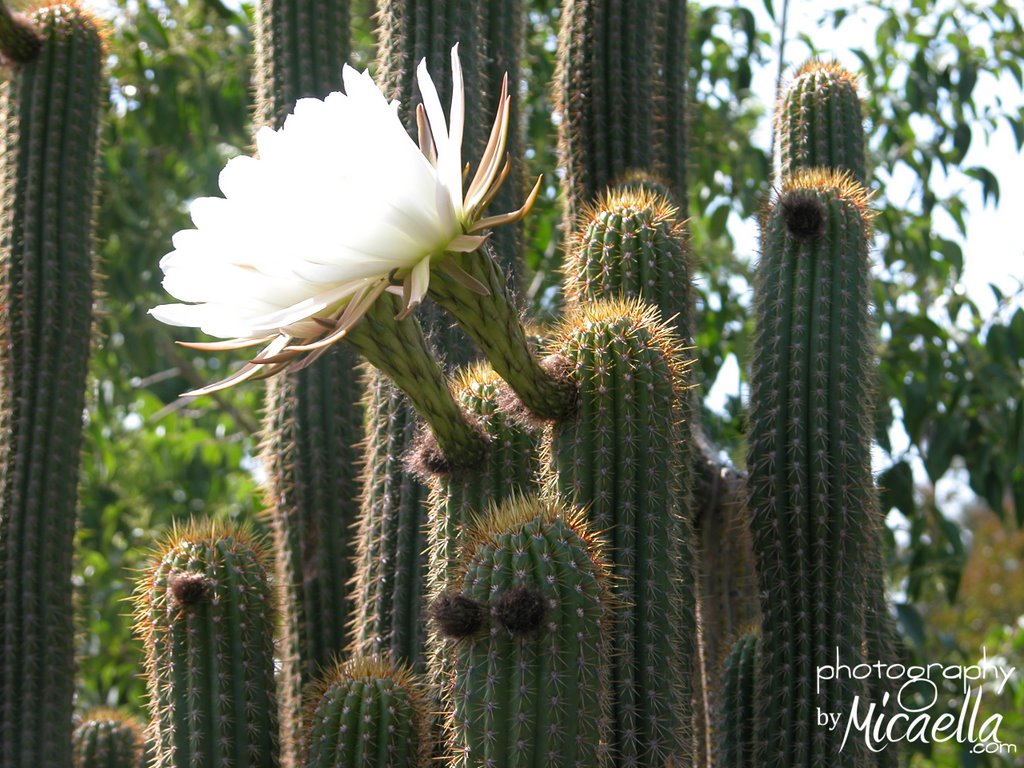 ZZ Top Cactus