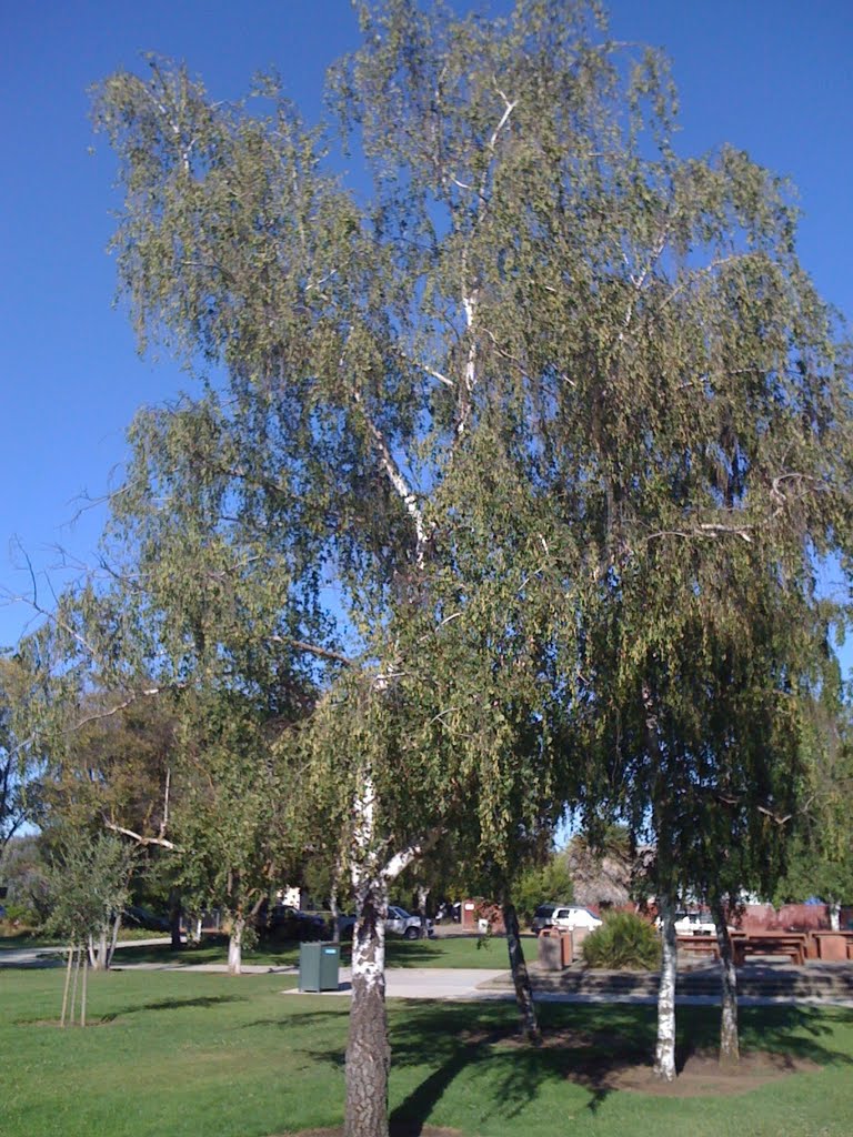 Almond Park, Livermore, CA