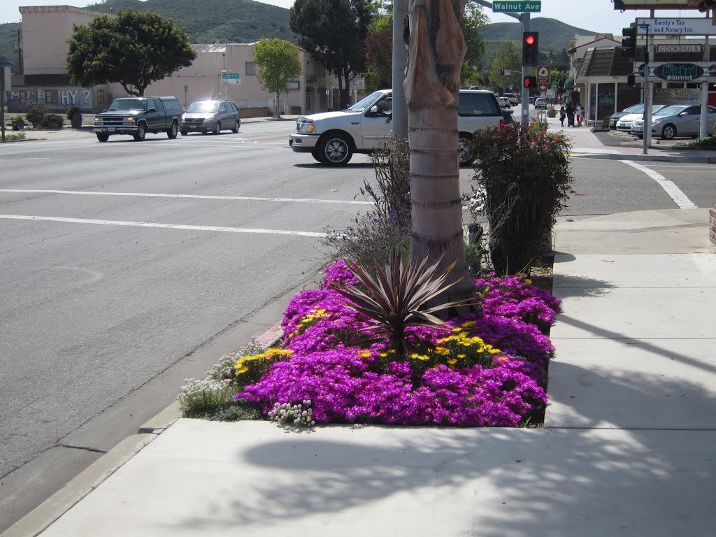 Lompoc, California - Valley of Flowers