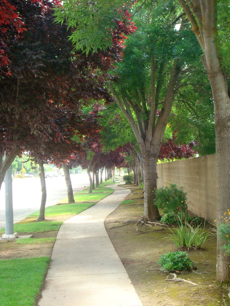 Shady Stroll