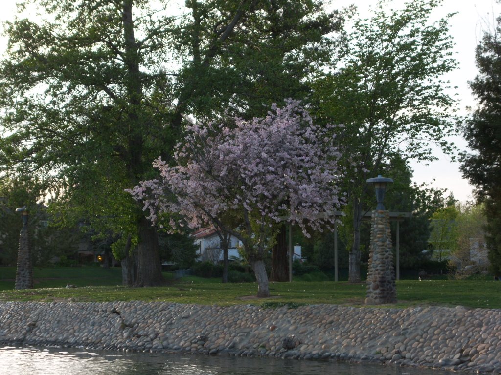 Blossoming tree at Ellis Lake Springtime