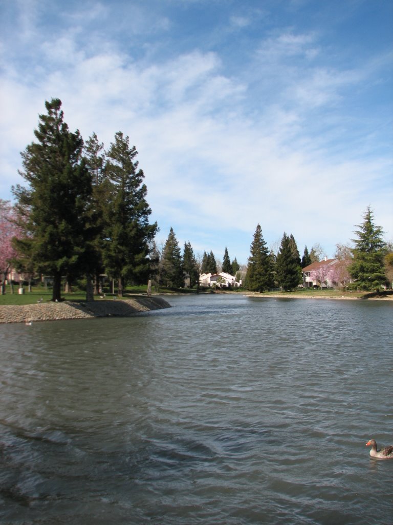 View of the Northside of Ellis Lake