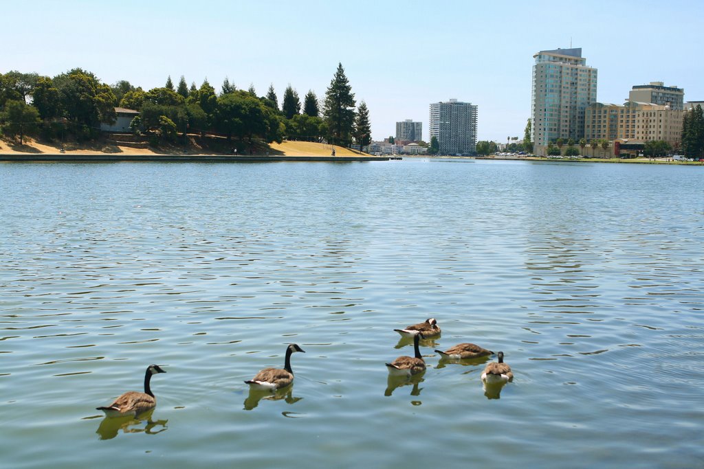 Lake Merritt ducks