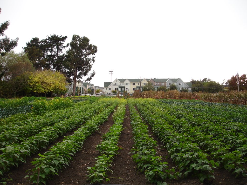 gilltract farm, albany - ca
