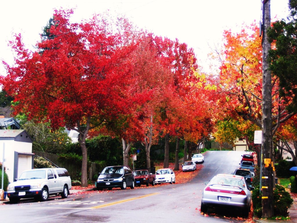 Mc Gee Ave, Berkeley