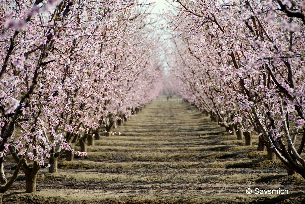 blossom trail in fresno