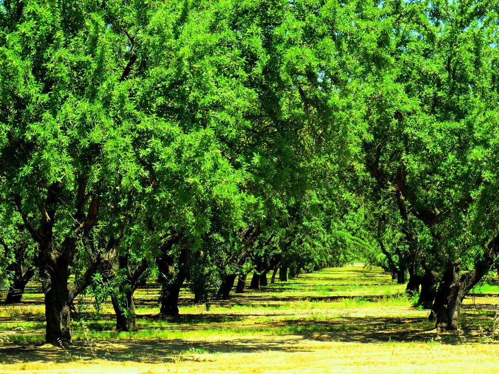 Ripon, CA