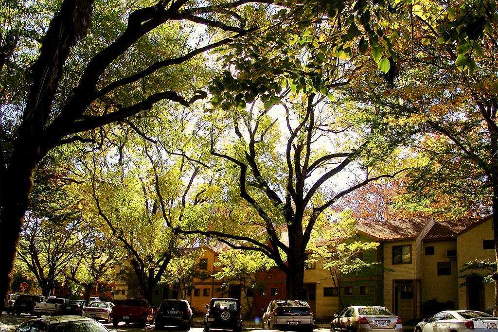 Flavor of Midtown Sac