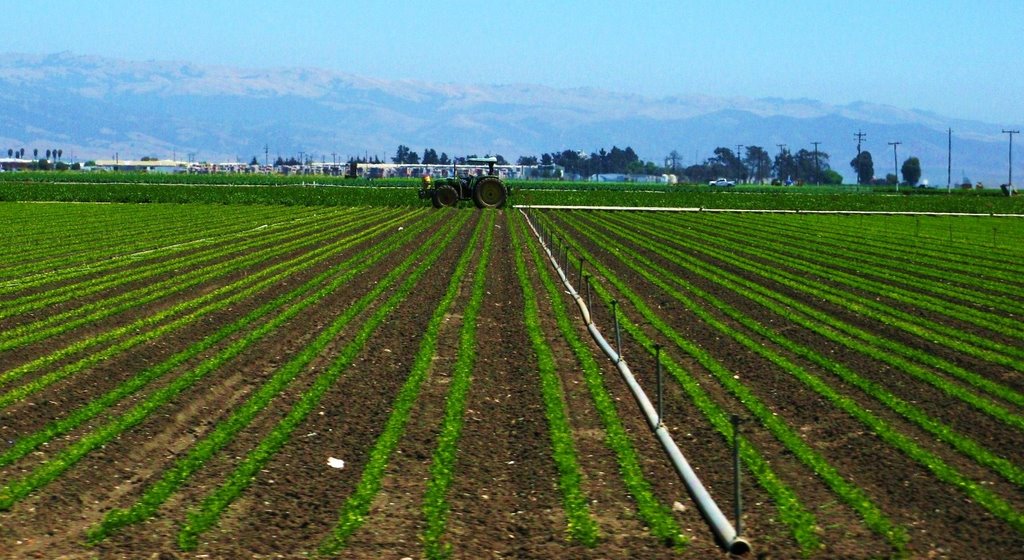 Fields Near Salinas