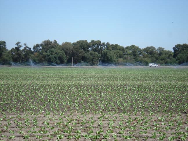 Fields