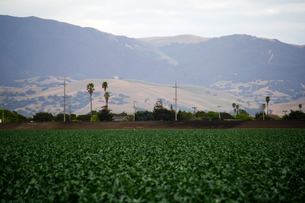 Agriculture, Salinas, CA