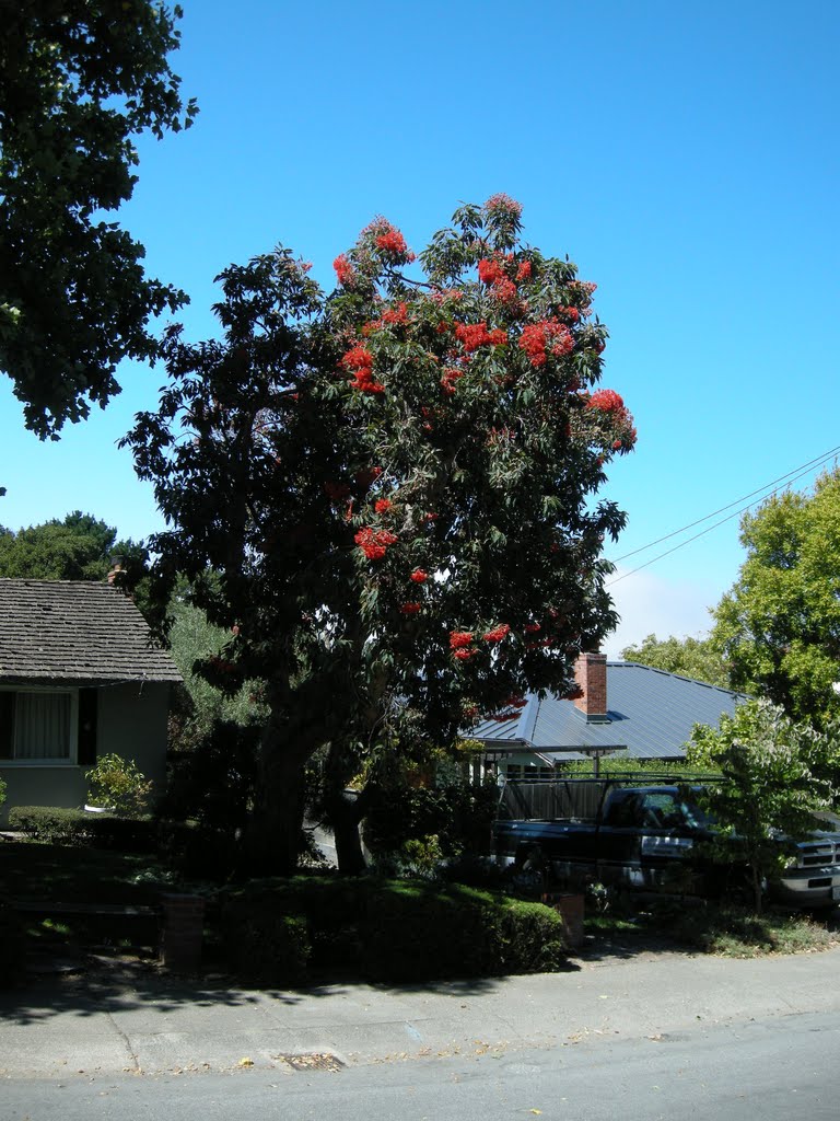 An astounding flowering eucalyptus - Aug 2010