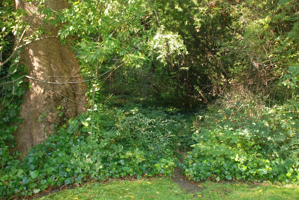 Edge of the Forest