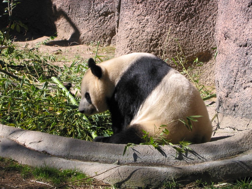 Panda, San Diego Zoo, San Diego