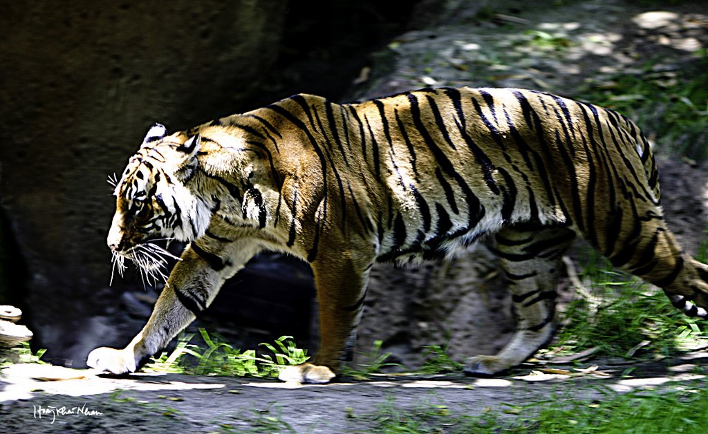 Con Cọp - Tiger in San Diego Zoo (hoangkhainhan.com)