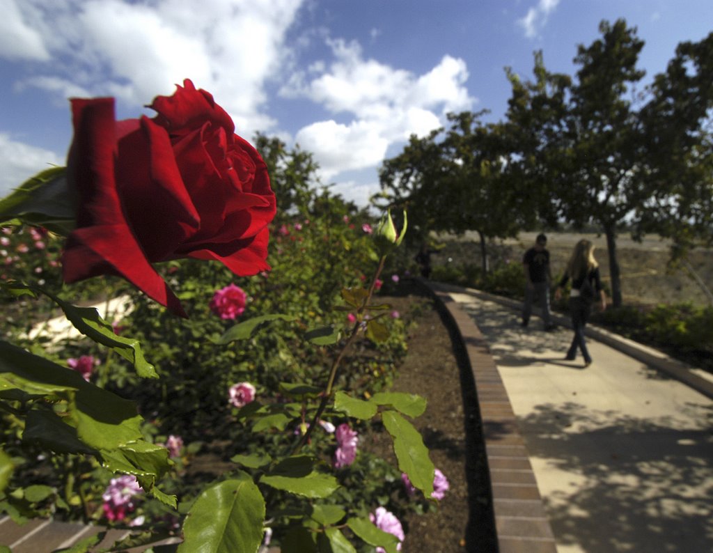 Balboa Park Rose Garden