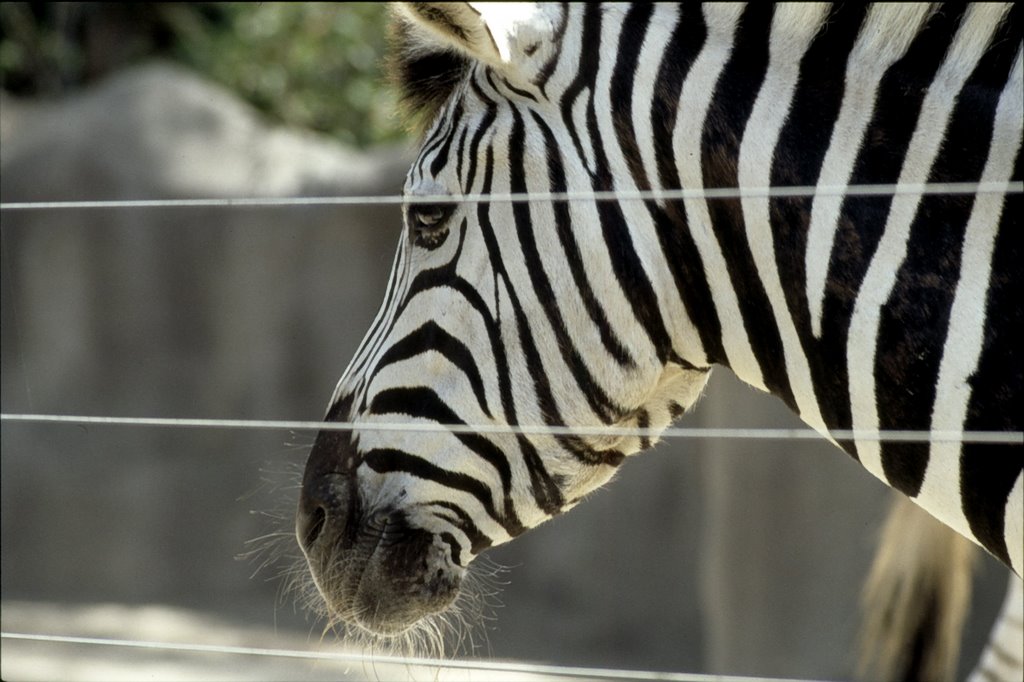 Zebra in San Diego Zoo