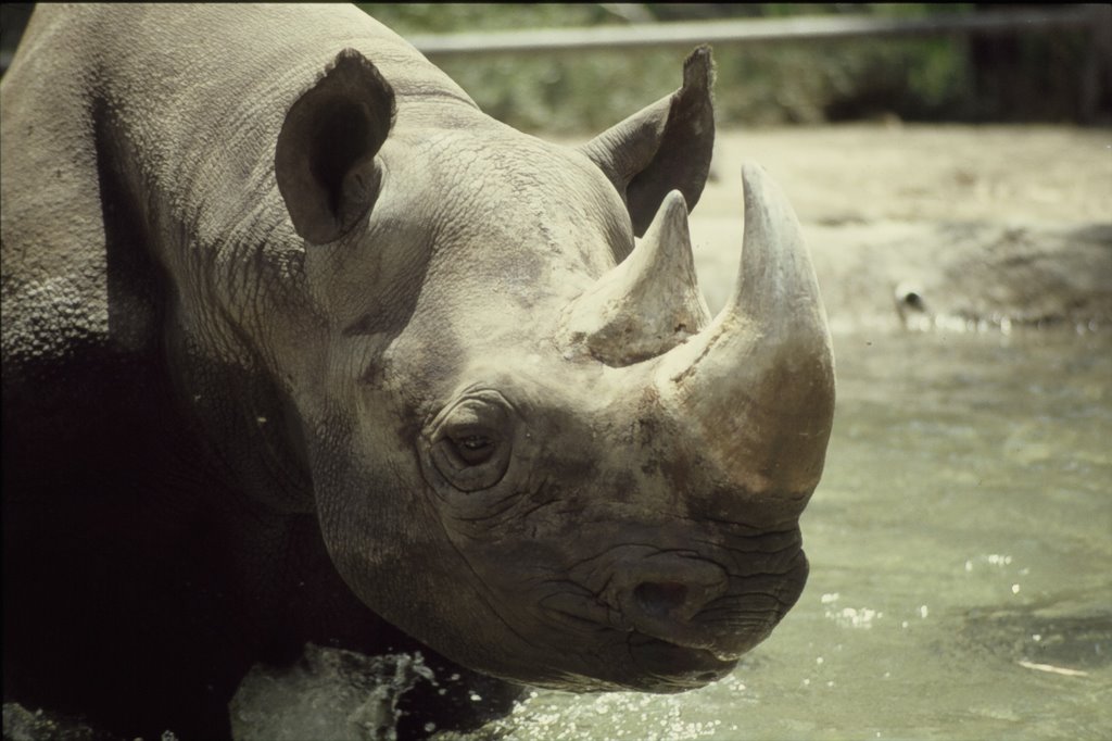 Rhino in San Diego Zoo