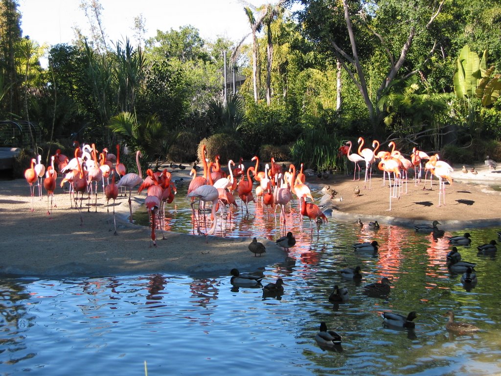 San Diego Zoo - Flamingos, San Diego