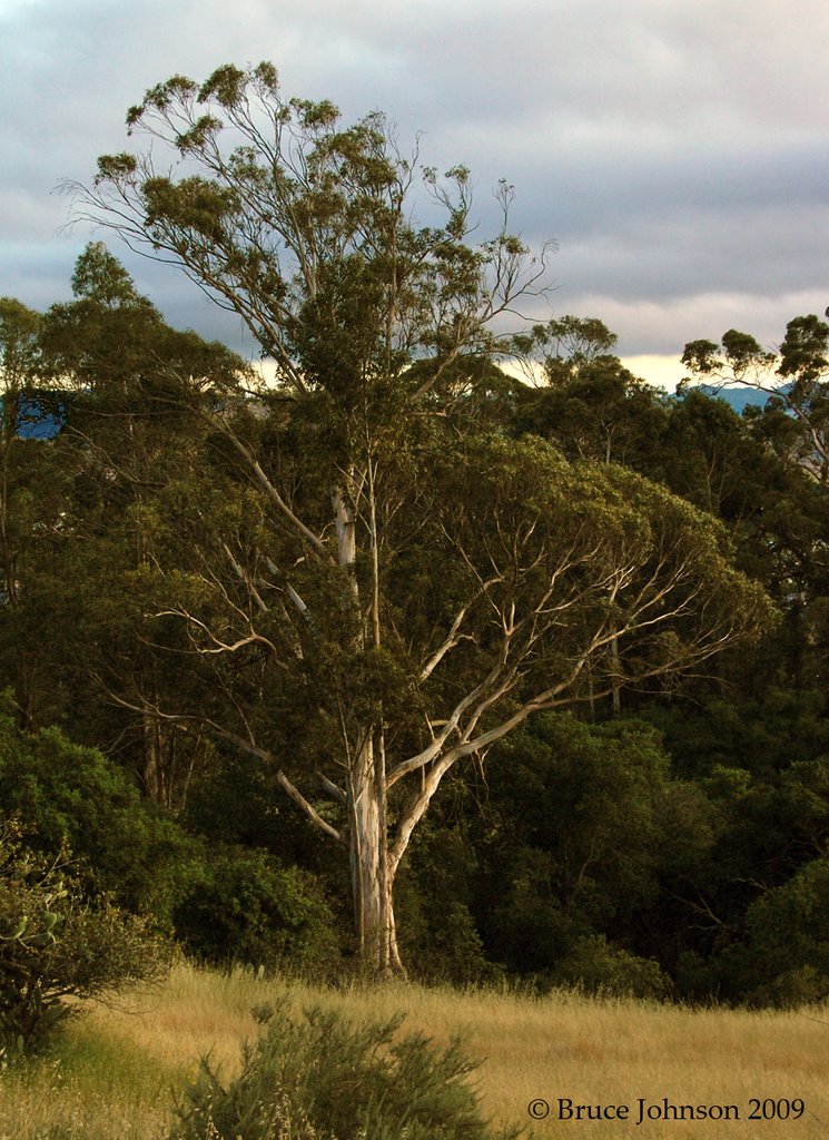 Big Eucalyptus